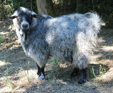 Registered Goat  Breeders Near Me  - Trillium Valley FarmPicture