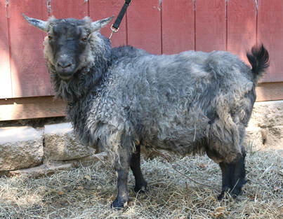 Trillium Valley Farm - Registered Pygora Goat  Breeders Near Me